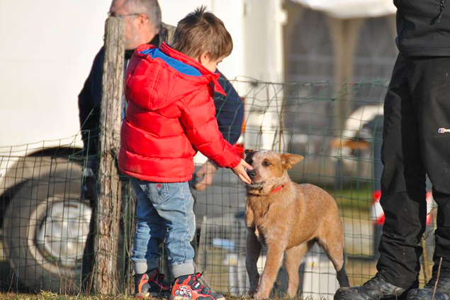 Consueling - Dog Academy Italia, Addestramento cani Varese