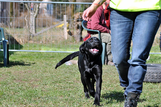 Educatore Cinofilo - Dog Academy Italia, Addestramento cani Varese