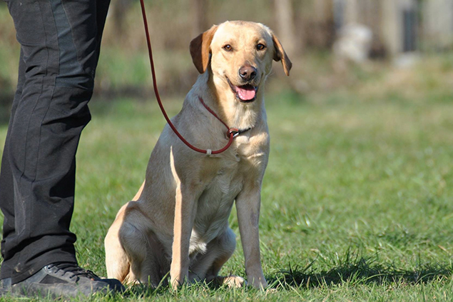 Dog Sitter - Dog Academy Italia, Addestramento cani Varese