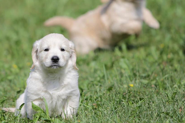 Consulenza pre-adozionale - Dog Academy Italia, Addestramento cani Varese