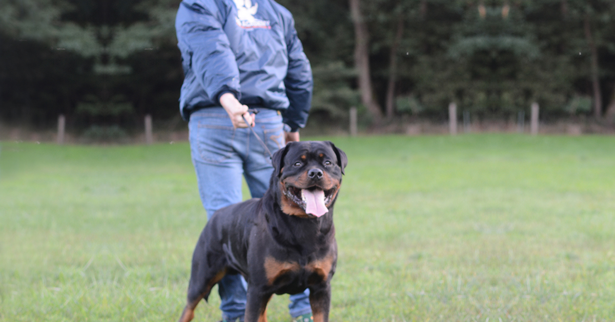 Brevetti ENCI - Dog Academy Italia, Addestramento cani Varese