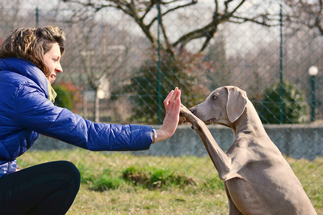 Clicker Training - Dog Academy Italia, Addestramento cani Varese