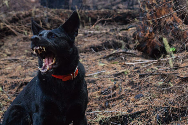 Recupero Comportamentale - Dog Academy Italia, Addestramento cani Varese